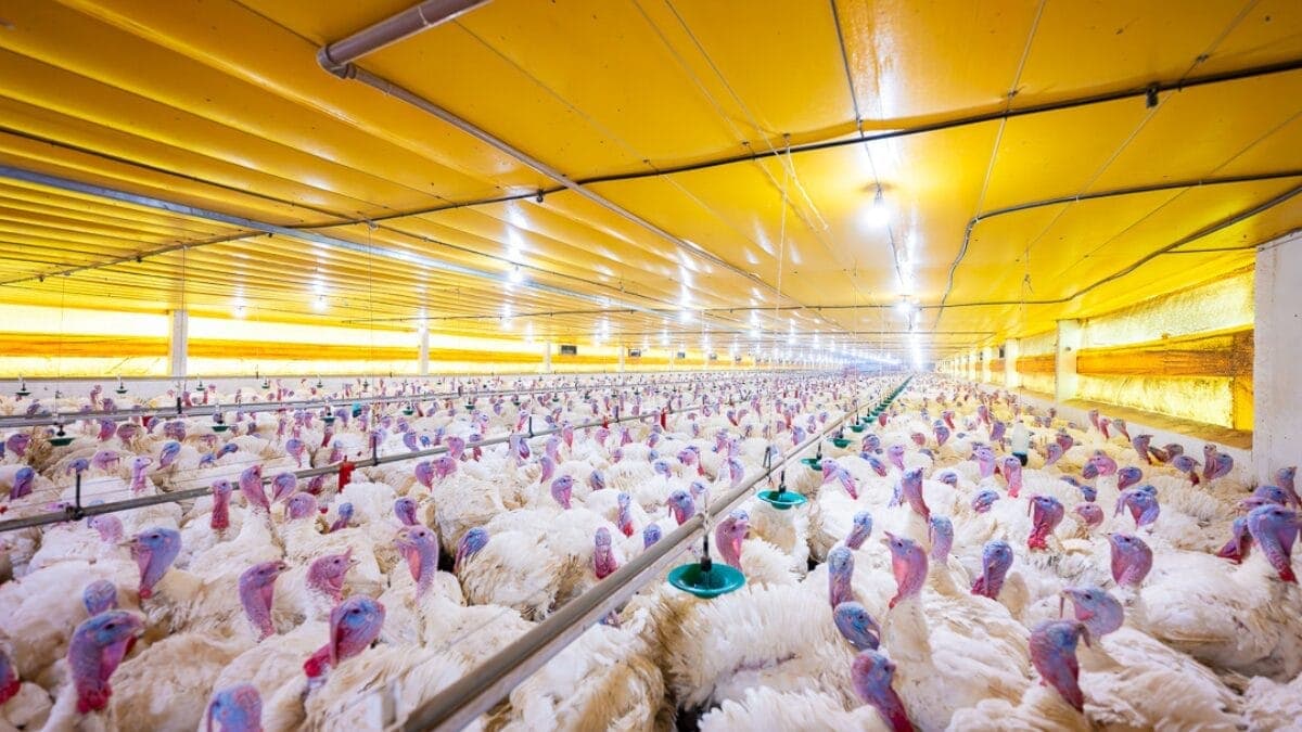 Chapecó: Fábrica de Perus Impulsiona Economia e Gera Milhares de Empregos em SC