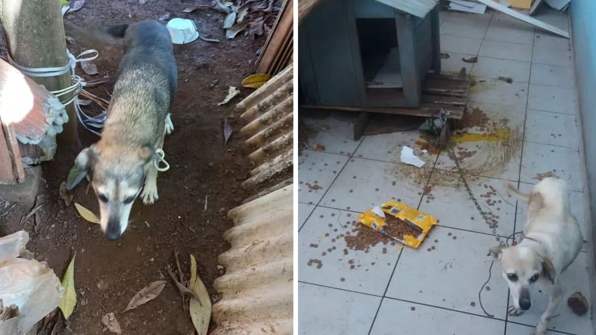 Nova lei sobre maus-tratos a animais em Chapecó preocupa voluntários: ‘Pode ser tarde demais’