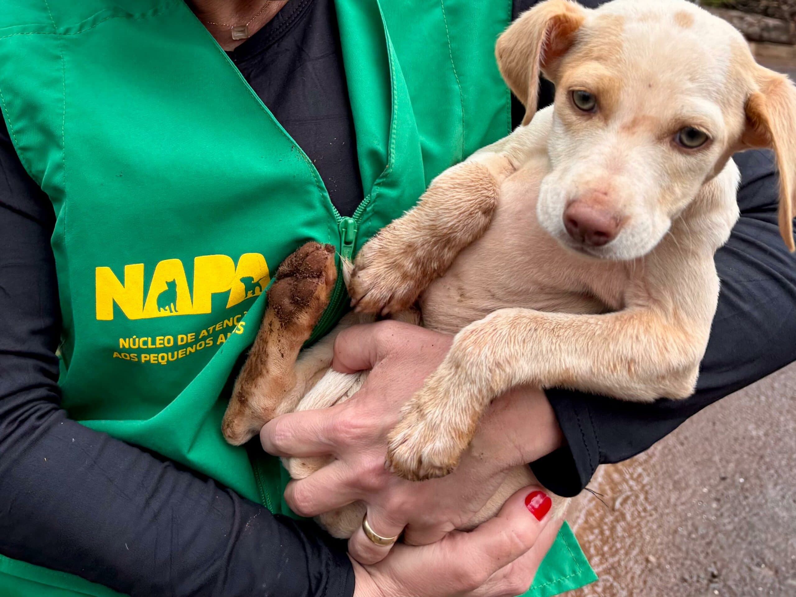 Chapecó passa a exigir boletim de ocorrência para denúncias de maus-tratos a animais